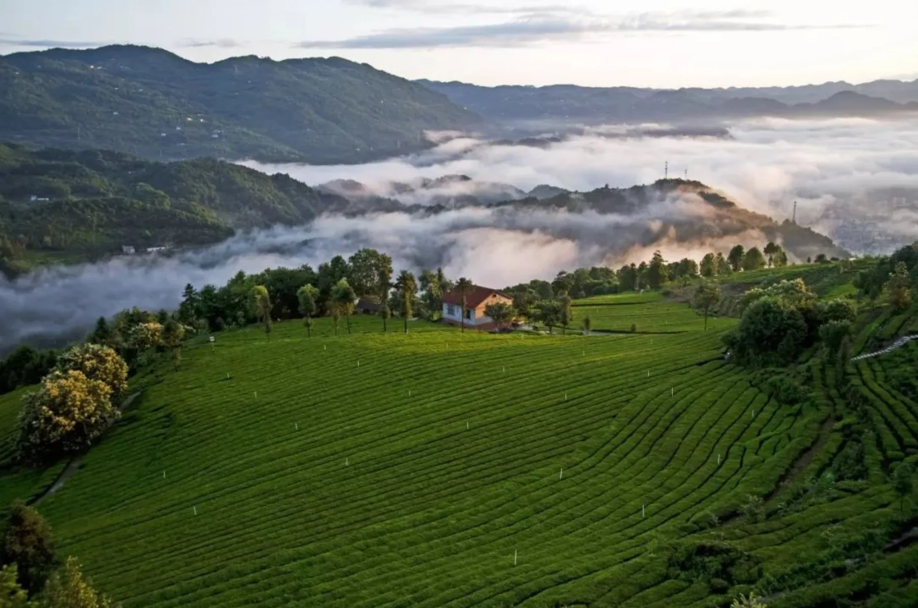 Mountain tea gardens in Wufeng, Hubei