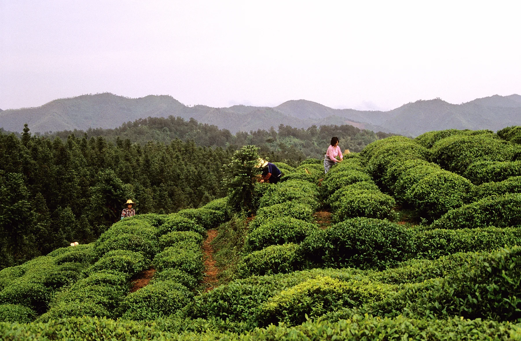 Tea workers harvesting leaves in a Zhejiang tea garden in May 1987