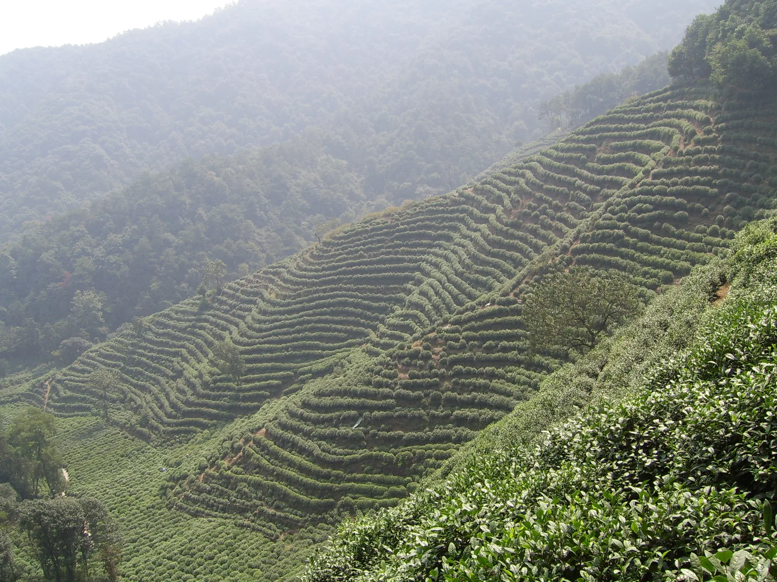 Terraced tea plantation in Hangzhou, China