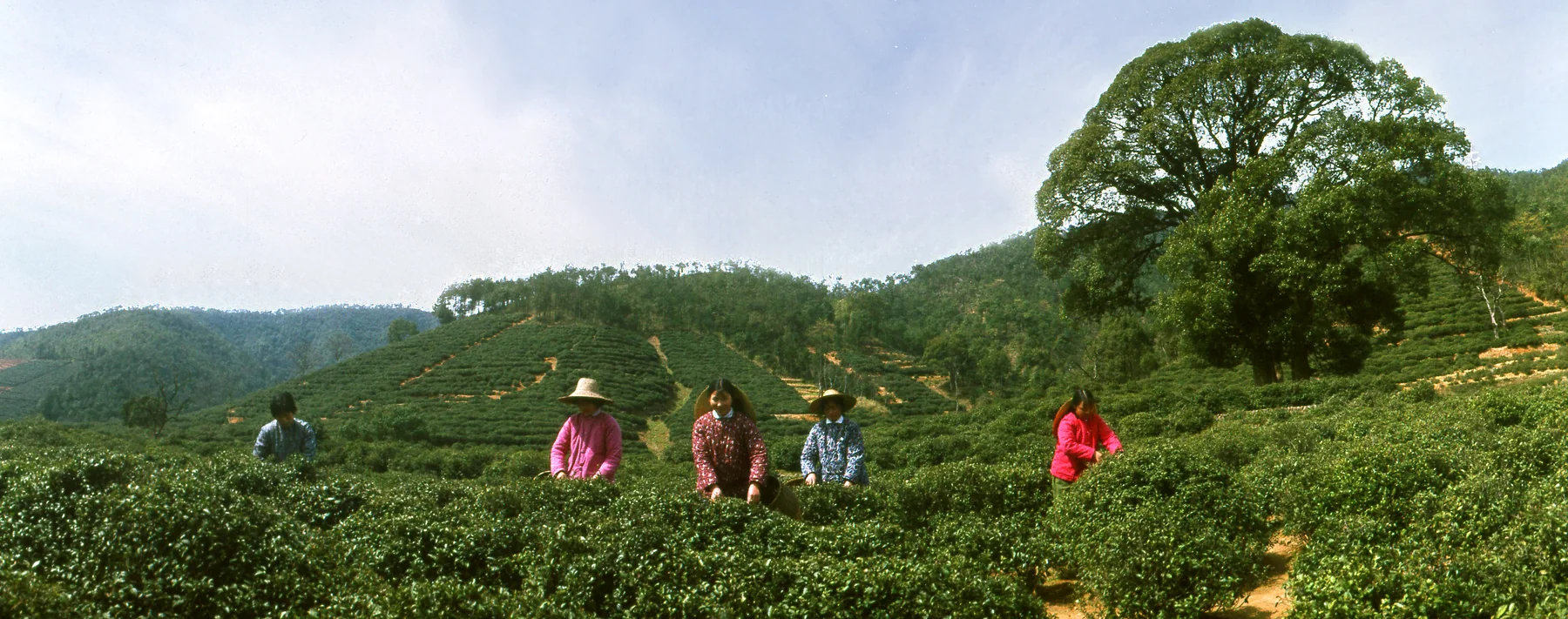 Tea workers harvesting leaves in a Zhejiang tea garden in 1978