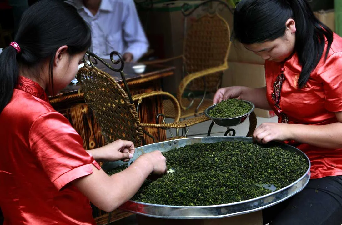 Two tea workers sorting dried tea at a tea shop in Kunming, China