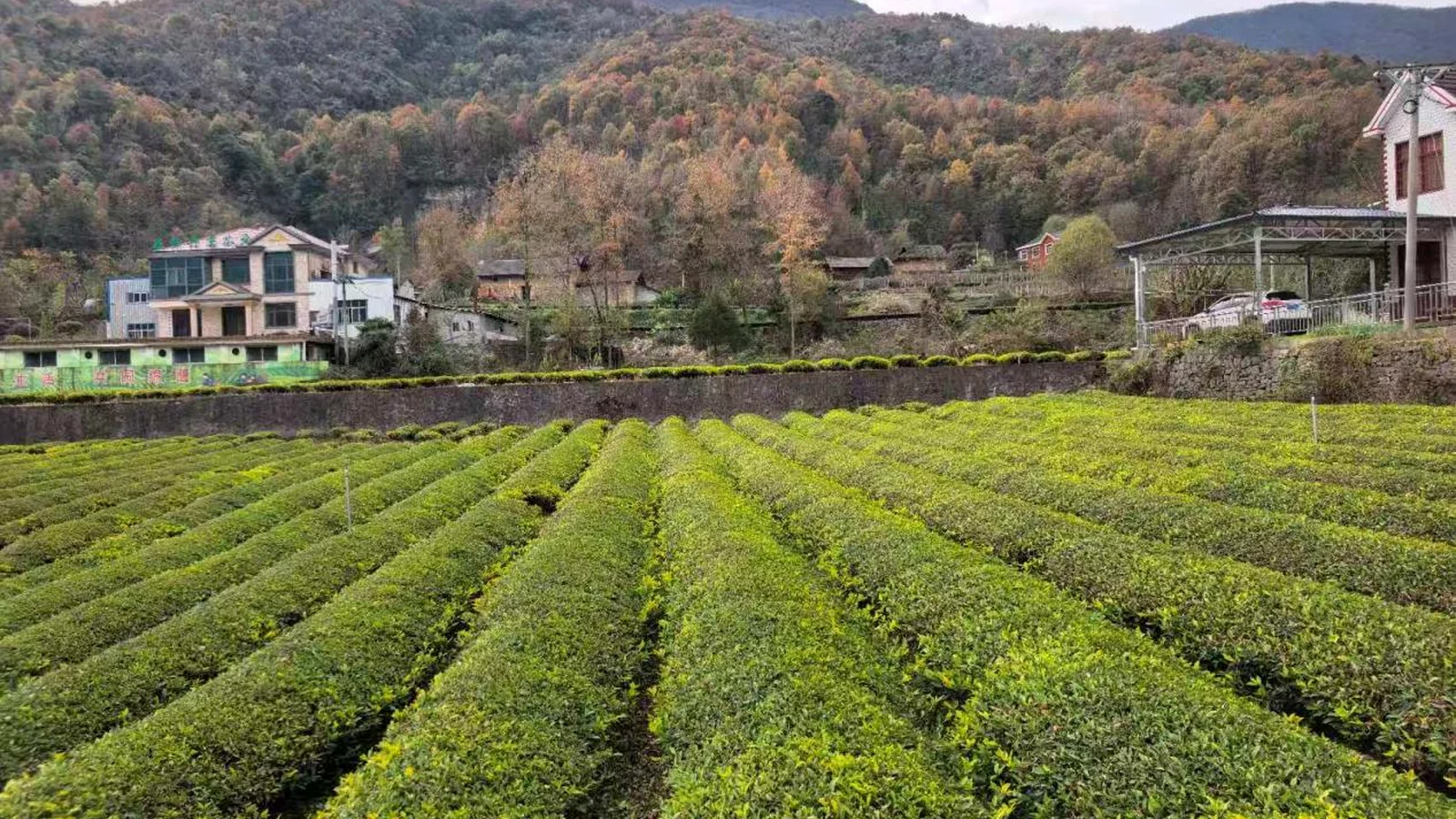 Tea rows and a mountain village in Wufeng